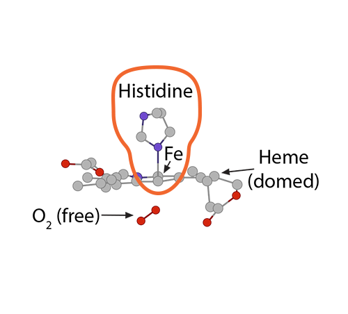 
							
								Illustration of a large, complex molecule. Histidine, Heme (domed), and Fe are labeled. Near the molecule but unattached, O2 (free) is labeled. 
							
							